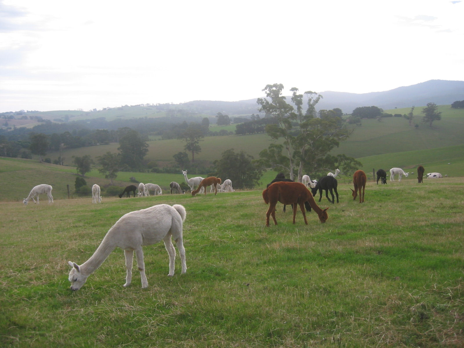 view with alpacas